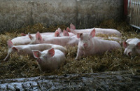Schweinestall
