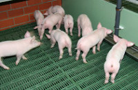 Schweinestall