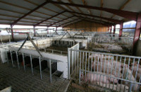Schweinestall