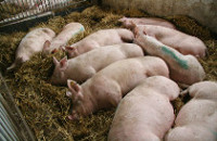 Schweinestall